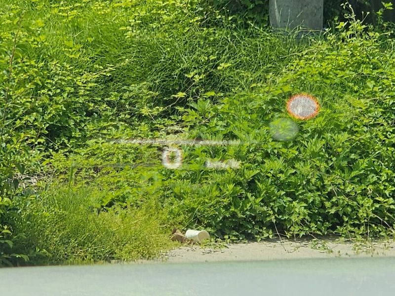 Image 13